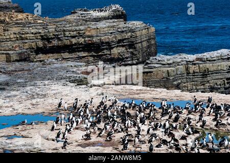 Nesting colony of King Cormorants, Imperial Cormorants, or Shags, Phalacrocorax atriceps, on the coast of Sea Lion Island, Falkland Islands Stock Photo