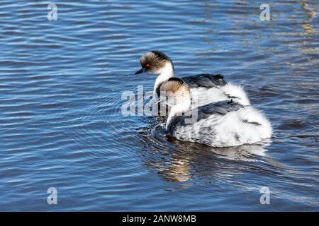 Pair of Silvery Grebes, Podiceps occipitalis, swimming together on Long Pond, Sea Lion Island, Falkland Islands Stock Photo