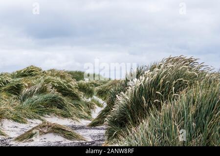 Tussock grass Poa flabellata, growing on sand dunes at the beach on Sea Lion Island, Falkland Islands, South Atlantic Ocean Stock Photo