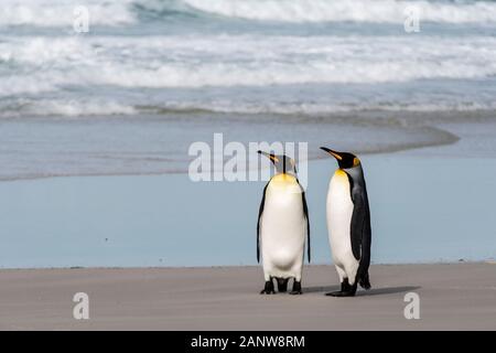 Pair of King Penguins, Aptenodytes patagonicus, on the beach at the Neck, Saunders Island, Falkland Islands, British Overseas Territory