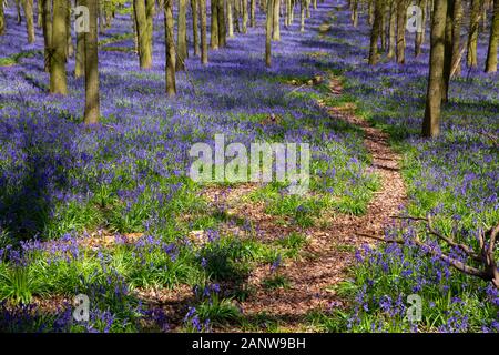 Beech tree woods filled with bluebell flowers in the Spring. Ashridge Forest, the Chiltern hills, near Ringshall, England, United Kingdom. Stock Photo