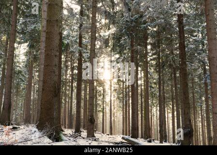 In a snowy forest in winter with sunlight shining through. Snow covered spruce trees and rising haze. Atmospheric winter landscape. Stock Photo