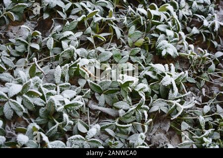 Green leaves of periwinkle lying under white snow, hoar frost in winter, colorful and delicate background. Stock Photo