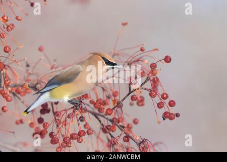 Cedar waxwing in winter Stock Photo