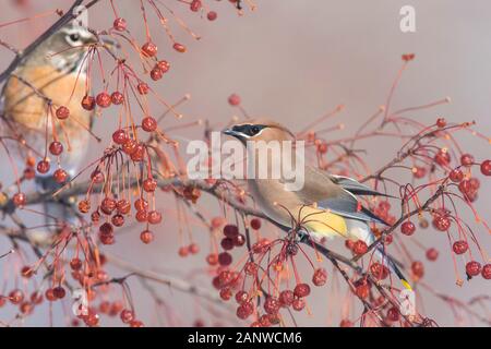 cedar waxwing and american robin in winter Stock Photo