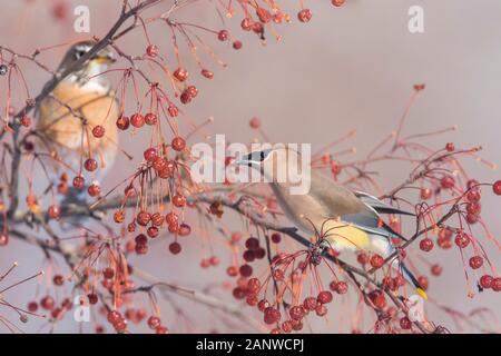 cedar waxwing and american robin in winter Stock Photo