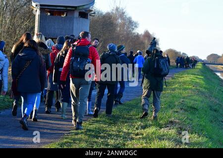 Ham Wall Nature Reserve, Somerset, UK. 19th Jan 2020. Large crowds turn up on the banks of Ham Wall Nature Reserve to see the Starling murmuration on a cold January afternoon. Picture Credit Robert Timoney/Alamy/Live/News Stock Photo