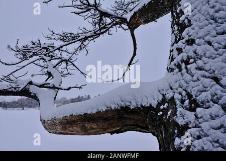 Dead pine tree by a lake with branch covered in snow. Ottawa, Ontario, Canada. Stock Photo