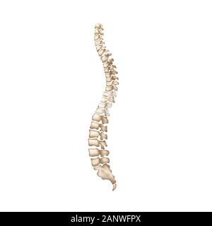 Detailed realistic human spine on white Stock Vector