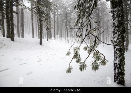 Winter forest landscape with mountain covered in snow and frozen pine tree leaves. Troodos mountains in Cyprus Stock Photo