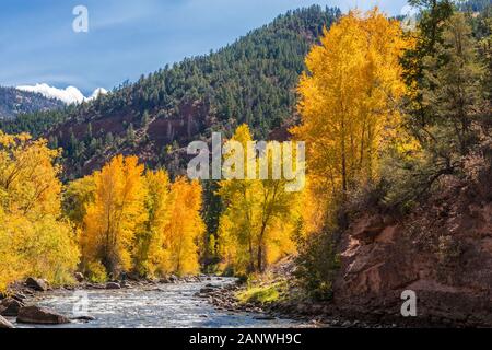 The San Miguel River runs down through aspens in fall color on a sunny day near Telluride, Colorado. Stock Photo