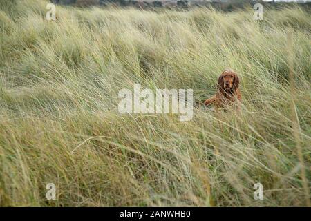 Working Cocker Spaniel, Bea enjoys the beach and sand dunes along the North Norfolk coastline. Stock Photo