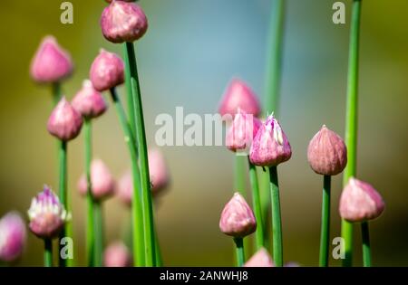 Chives, (Scientific name: Allium schoenoprasum) just about to burst into bloom. Close up.  Focus on one bud with flowers emerging.  Clean background. Stock Photo