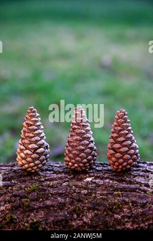 Pine cones on log Stock Photo