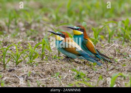 Bienenfresser (Merops apiaster) Stock Photo