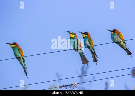 Bienenfresser (Merops apiaster) Stock Photo