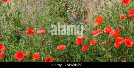 Bienenfresser (Merops apiaster) Stock Photo