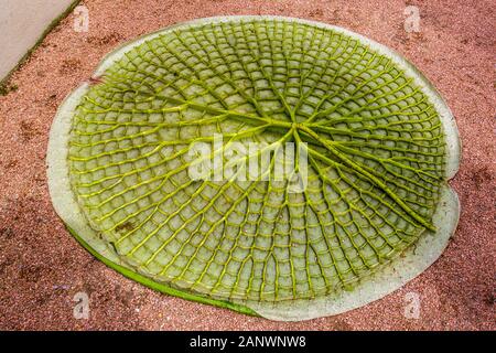 Riesenseerose (Victoria cruziana) Blattunterseite Stock Photo