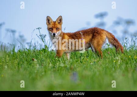 Rotfuchs (Vulpes vulpes) Stock Photo