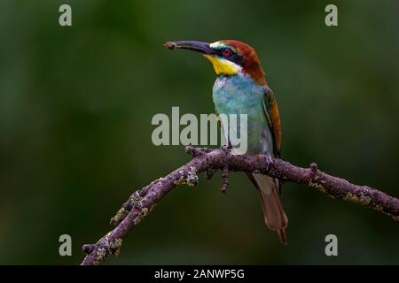 Bienenfresser (Merops apiaster) Stock Photo
