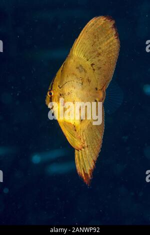 juvenile round batfish or spadefish, Platax orbicularis, Madang, Papua New Guinea, Pacific Ocean Stock Photo