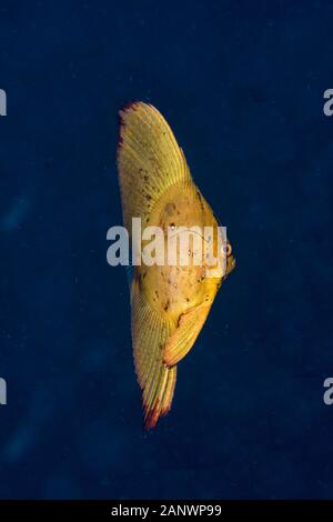 juvenile round batfish or spadefish, Platax orbicularis, Madang, Papua New Guinea, Pacific Ocean Stock Photo