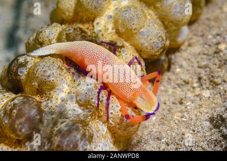 emperor shrimp, Periclimenes imperator, on sea cucumber, Opheodesoma sp., Madang, Papua New Guinea, Pacific Ocean Stock Photo