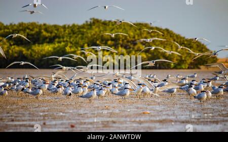 The group of birds, sandwich terns in seabird park and reserve of Senegal, Africa. They are going on the beach in lagoon Somone. Stock Photo