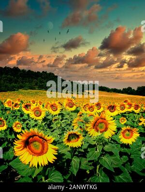 FR - PLATEAU DE VAUCLUSE: Field of Sunflowers in Provence Stock Photo