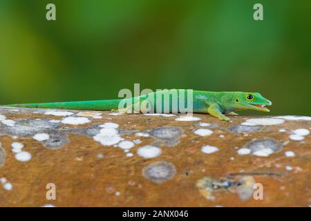 Seychelles Giant Day Gecko - Phelsuma sundbergi is diurnal species of green geckos, lives on islands of Seychelles and inhabits trees and dwellings, f Stock Photo