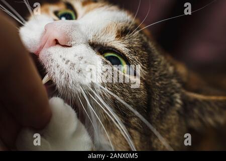 Cute funny red cat bites man's hand. Stock Photo