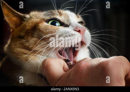 Ferocious red cat bites its owner in the arm with all its power. Stock Photo