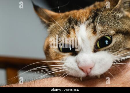 Cute funny red cat bites man's hand. Stock Photo