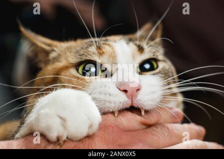 Ferocious red cat bites its owner in the arm with all its power. Stock Photo