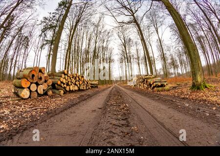 A pile of wood arranged along a forest road. Wood prepared for export. Season winter. Stock Photo