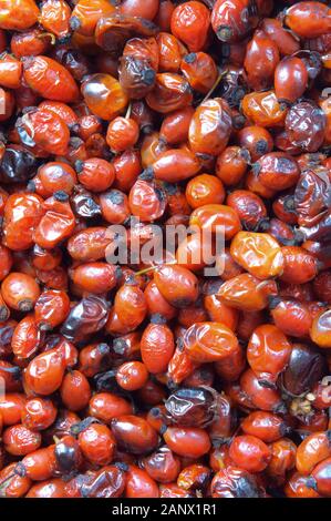 dried medicinal rose hips, red berries of the wild rose useful Stock Photo