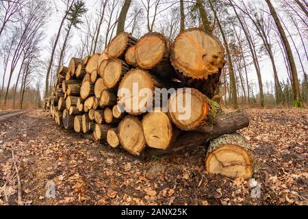 A pile of wood arranged along a forest road. Wood prepared for export. Season winter. Stock Photo