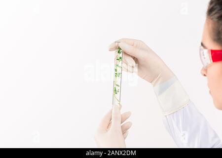 Gloved hands of young female biologist or scientist holding flask with seaweed