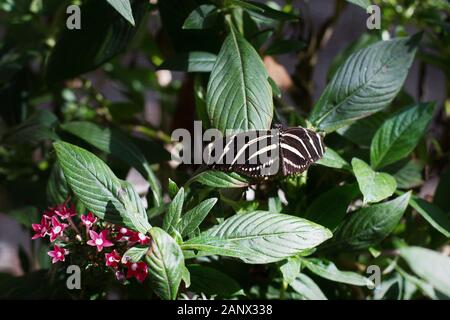 Heliconius charithonia - a zebra longwing butterfly. Stock Photo