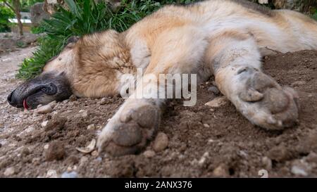 Stray dog sleeps on a dusty road. Stock Photo