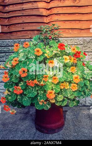 Tropaeolum majus Alaska Nasturtium A bushy spreading trailing annual that is planted in an old chimney pot. Red yellow flowers in summer and autumn. Stock Photo