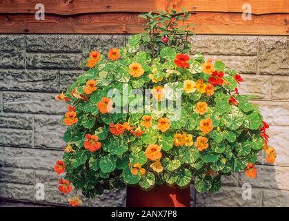Tropaeolum majus Alaska Nasturtium A bushy spreading trailing annual that is planted in an old chimney pot. Red yellow flowers in summer and autumn. Stock Photo