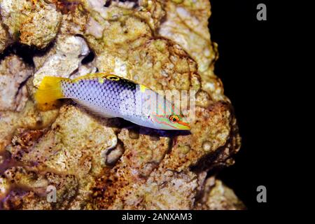 Marble Hortulanus Wrasse - (Halichoeres hortulanus) Stock Photo