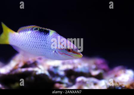 Marble Hortulanus Wrasse - (Halichoeres hortulanus) Stock Photo