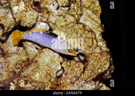 Marble Hortulanus Wrasse - (Halichoeres hortulanus) Stock Photo