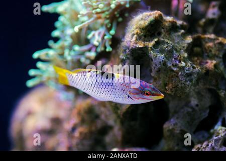 Marble Hortulanus Wrasse - (Halichoeres hortulanus) Stock Photo