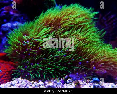 Green star polyp soft coral - briareum violaceum Stock Photo