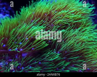 Green star polyp soft coral - briareum violaceum Stock Photo