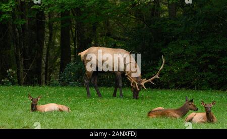 Bull Elk With Three Young Elk in field Stock Photo