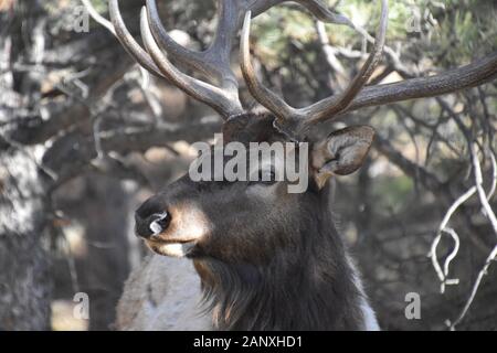 Hidden Meadow Elk Stock Photo